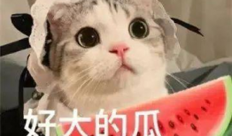 网红的吃瓜生活,揭秘娱乐圈幕后风云